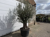 Olijfboom old trunk small - olea europaea - ca. 50 jaar oud - hoogte ca. 250 cm - afbeelding 5 van  7