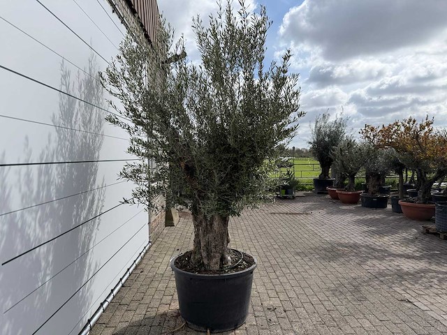 Olijfboom old trunk small - olea europaea - ca. 50 jaar oud - hoogte ca. 250 cm - afbeelding 6 van  7