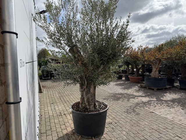 Olijfboom old trunk small - olea europaea - ca. 50 jaar oud - hoogte ca. 250 cm - afbeelding 7 van  7