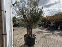 Olijfboom old trunk small - olea europaea - ca. 50 jaar oud - hoogte ca. 250 cm - afbeelding 7 van  7