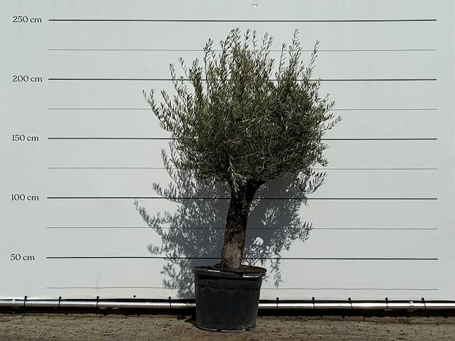 Olijfboom old trunk small - olea europaea - ca. 75 jaar oud - hoogte ca. 220 cm - afbeelding 1 van  3