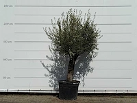 Olijfboom old trunk small - olea europaea - ca. 75 jaar oud - hoogte ca. 220 cm