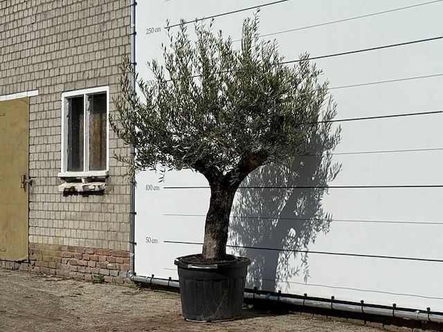 Olijfboom old trunk small - olea europaea - ca. 75 jaar oud - hoogte ca. 220 cm - afbeelding 2 van  3
