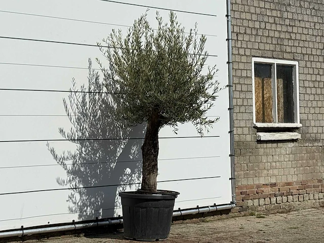 Olijfboom old trunk small - olea europaea - ca. 75 jaar oud - hoogte ca. 220 cm - afbeelding 3 van  3