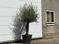 Olijfboom old trunk small - olea europaea - ca. 75 jaar oud - hoogte ca. 220 cm - afbeelding 3 van  3