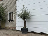 Olijfboom old trunk small - olea europaea - ca. 75 jaar oud - hoogte ca. 220 cm - afbeelding 2 van  3