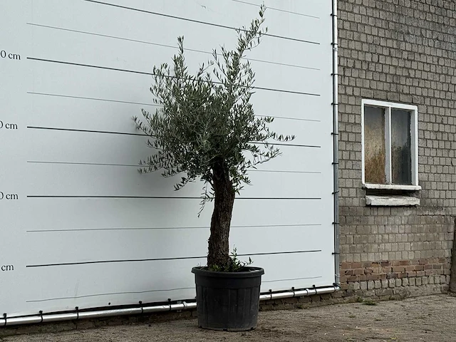 Olijfboom old trunk small - olea europaea - ca. 75 jaar oud - hoogte ca. 220 cm - afbeelding 3 van  3
