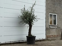 Olijfboom old trunk small - olea europaea - ca. 75 jaar oud - hoogte ca. 220 cm - afbeelding 3 van  3
