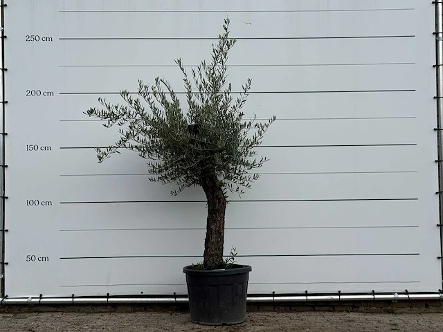 Olijfboom old trunk small - olea europaea - ca. 75 jaar oud - hoogte ca. 220 cm - afbeelding 1 van  3