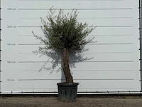 Olijfboom old trunk small - olea europaea - ca. 75 jaar oud - hoogte ca. 230 cm