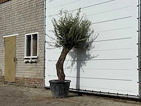 Olijfboom old trunk small - olea europaea - ca. 75 jaar oud - hoogte ca. 230 cm - afbeelding 2 van  3
