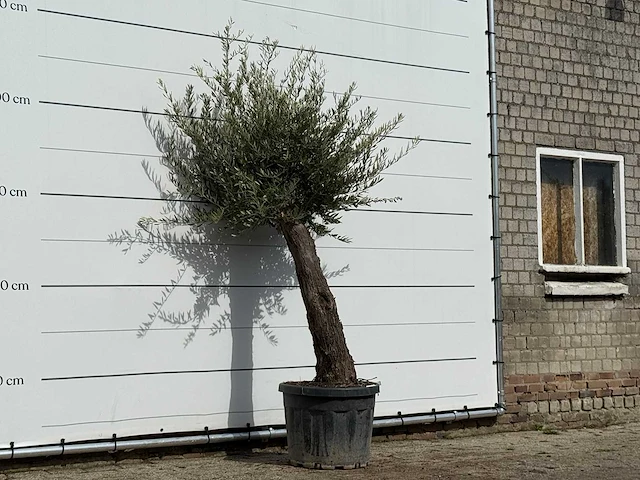 Olijfboom old trunk small - olea europaea - ca. 75 jaar oud - hoogte ca. 230 cm - afbeelding 3 van  3