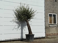 Olijfboom old trunk small - olea europaea - ca. 75 jaar oud - hoogte ca. 230 cm - afbeelding 3 van  3