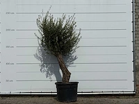 Olijfboom old trunk small - olea europaea - ca. 75 jaar oud - hoogte ca. 240 cm