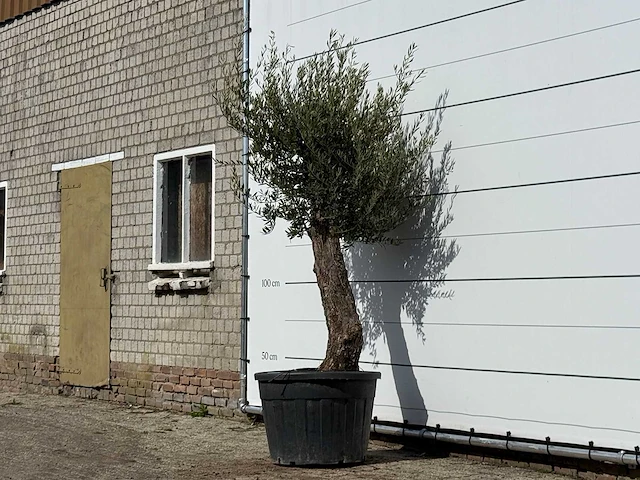 Olijfboom old trunk small - olea europaea - ca. 75 jaar oud - hoogte ca. 240 cm - afbeelding 2 van  3
