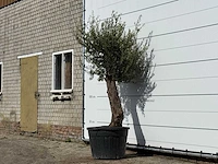 Olijfboom old trunk small - olea europaea - ca. 75 jaar oud - hoogte ca. 240 cm - afbeelding 2 van  3
