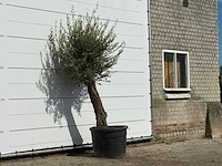 Olijfboom old trunk small - olea europaea - ca. 75 jaar oud - hoogte ca. 240 cm - afbeelding 3 van  3