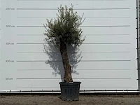 Olijfboom old trunk small - olea europaea - ca. 75 jaar oud - hoogte ca. 240 cm