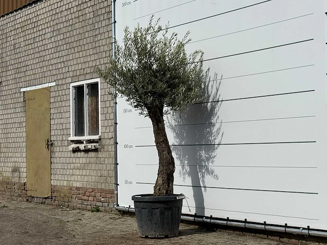 Olijfboom old trunk small - olea europaea - ca. 75 jaar oud - hoogte ca. 240 cm - afbeelding 2 van  3