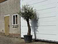 Olijfboom old trunk small - olea europaea - ca. 75 jaar oud - hoogte ca. 240 cm - afbeelding 2 van  3