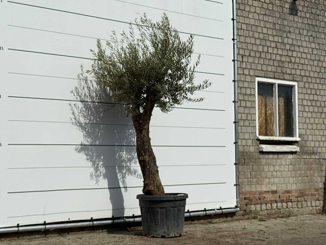 Olijfboom old trunk small - olea europaea - ca. 75 jaar oud - hoogte ca. 240 cm - afbeelding 3 van  3