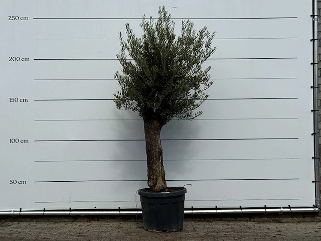 Olijfboom old trunk small - olea europaea - ca. 75 jaar oud - hoogte ca. 250 cm - afbeelding 1 van  3