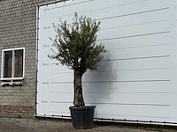 Olijfboom old trunk small - olea europaea - ca. 75 jaar oud - hoogte ca. 250 cm - afbeelding 2 van  3