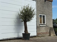 Olijfboom old trunk small - olea europaea - ca. 75 jaar oud - hoogte ca. 250 cm - afbeelding 3 van  3