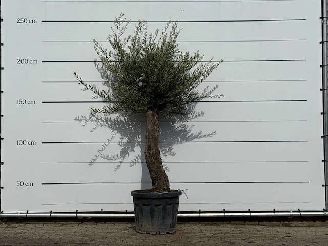 Olijfboom old trunk small - olea europaea - ca. 75 jaar oud - hoogte ca. 250 cm - afbeelding 1 van  3