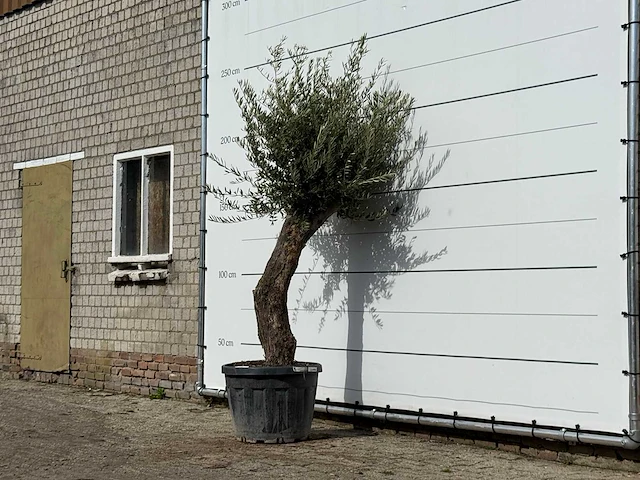 Olijfboom old trunk small - olea europaea - ca. 75 jaar oud - hoogte ca. 250 cm - afbeelding 2 van  3