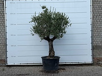 Olijfboom old trunk small - olea europaea - ca. 75 jaar oud - hoogte ca. 260 cm - afbeelding 1 van  3