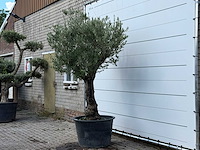 Olijfboom old trunk small - olea europaea - ca. 75 jaar oud - hoogte ca. 260 cm - afbeelding 2 van  3