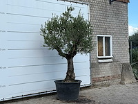 Olijfboom old trunk small - olea europaea - ca. 75 jaar oud - hoogte ca. 260 cm - afbeelding 3 van  3
