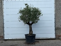 Olijfboom old trunk small - olea europaea - ca. 75 jaar oud - hoogte ca. 260 cm