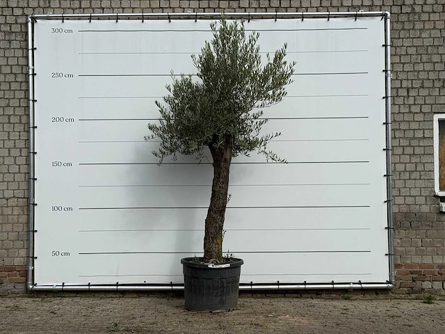 Olijfboom old trunk small - olea europaea - ca. 75 jaar oud - hoogte ca. 270 cm - afbeelding 1 van  3