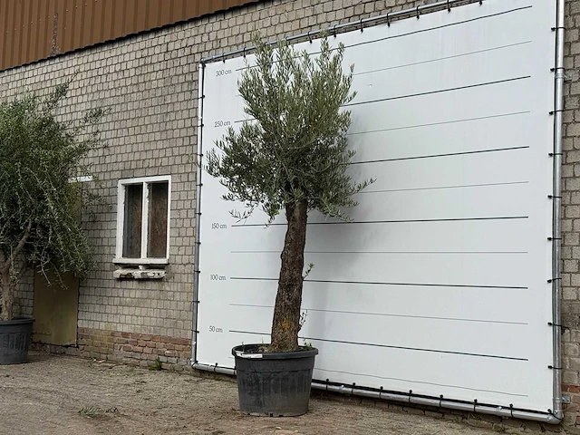 Olijfboom old trunk small - olea europaea - ca. 75 jaar oud - hoogte ca. 270 cm - afbeelding 2 van  3