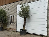 Olijfboom old trunk small - olea europaea - ca. 75 jaar oud - hoogte ca. 270 cm - afbeelding 2 van  3