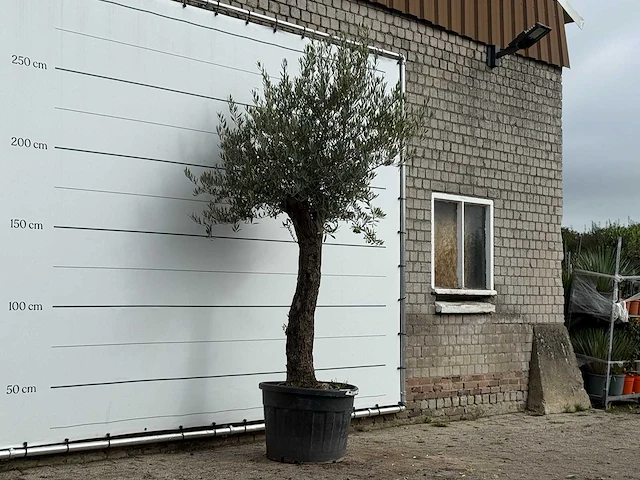 Olijfboom old trunk small - olea europaea - ca. 75 jaar oud - hoogte ca. 270 cm - afbeelding 3 van  3