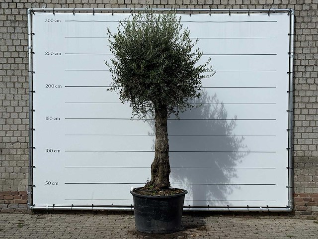 Olijfboom old trunk small - olea europaea - ca. 75 jaar oud - hoogte ca. 280 cm - afbeelding 1 van  3