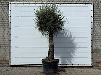 Olijfboom old trunk small - olea europaea - ca. 75 jaar oud - hoogte ca. 280 cm - afbeelding 1 van  3