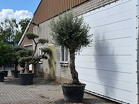 Olijfboom old trunk small - olea europaea - ca. 75 jaar oud - hoogte ca. 280 cm - afbeelding 2 van  3