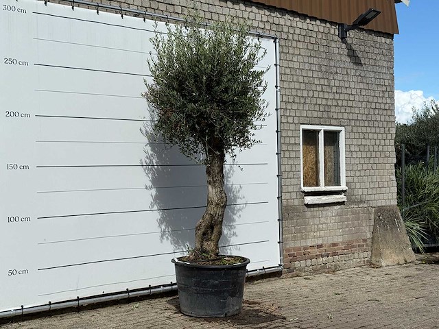 Olijfboom old trunk small - olea europaea - ca. 75 jaar oud - hoogte ca. 280 cm - afbeelding 3 van  3