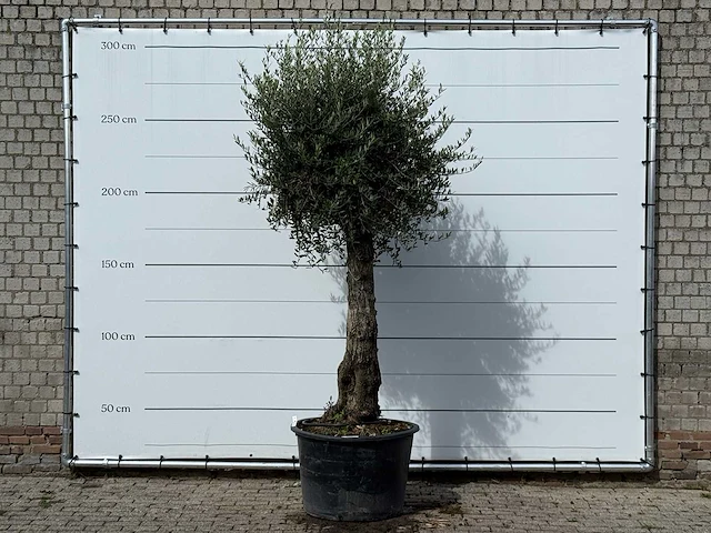 Olijfboom old trunk small - olea europaea - ca. 75 jaar oud - hoogte ca. 280 cm - afbeelding 1 van  3