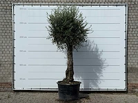 Olijfboom old trunk small - olea europaea - ca. 75 jaar oud - hoogte ca. 280 cm