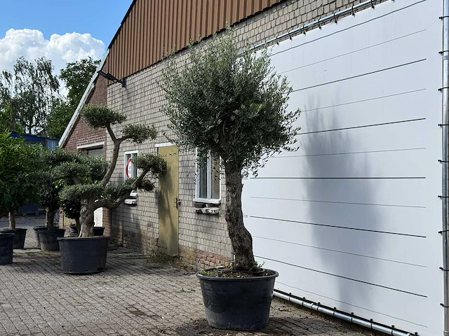 Olijfboom old trunk small - olea europaea - ca. 75 jaar oud - hoogte ca. 280 cm - afbeelding 2 van  3