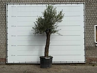 Olijfboom old trunk small - olea europaea - ca. 75 jaar oud - hoogte ca. 280 cm