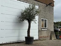 Olijfboom old trunk small - olea europaea - ca. 75 jaar oud - hoogte ca. 280 cm - afbeelding 3 van  3
