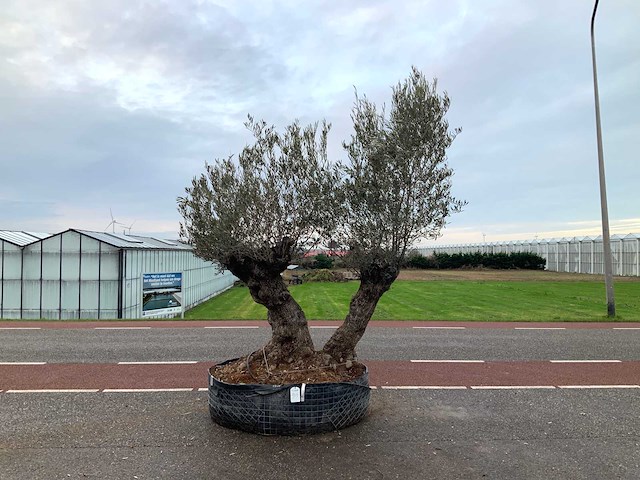 Olijfboom (olea europaea lessini) - afbeelding 1 van  1
