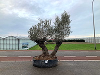 Olijfboom (olea europaea lessini) - afbeelding 1 van  1