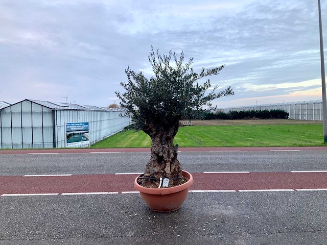 Olijfboom (olea europaea lessini) - afbeelding 1 van  1